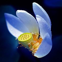 日本最新电竞状况调查 认知度接近三成《街霸》最高